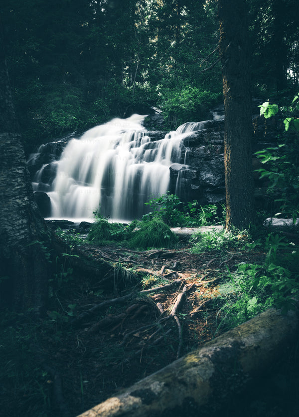 Waterfall in forest framed by trees and exposed roots