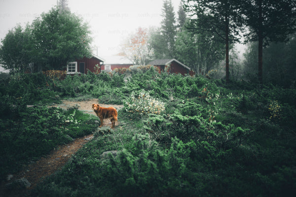 Dog in forest near cabin in autumn morning