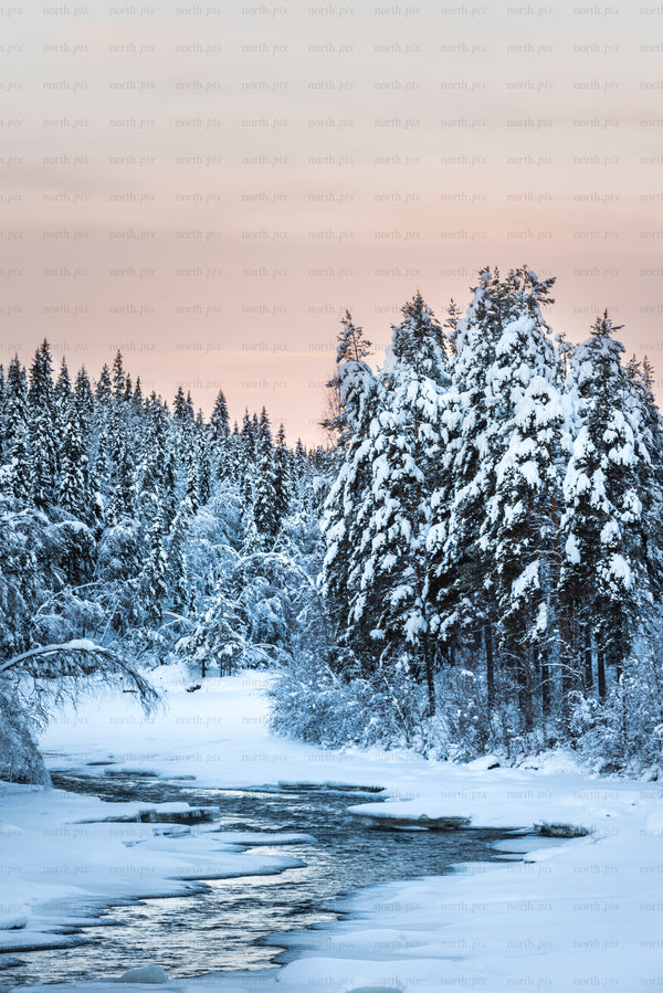 Snow-covered pine forest and partially frozen river at sunrise