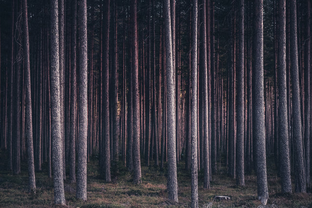 Pine forest with tall straight trunks in evening light