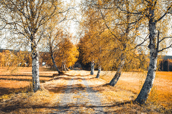 Birch tree avenue along dirt road in autumn