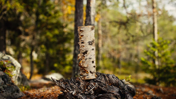 Axe placed on birch stump in autumnal forest in Luleå