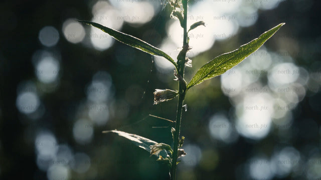 Forest macro: Sunlight shines through leaves on a summer day