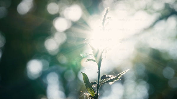 Sunlight through forest leaves: Macro close-up of plant