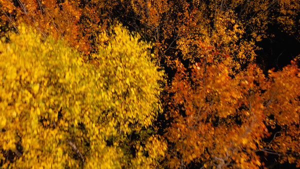 Autumn evening drone view of colorful trees in Luleå forest