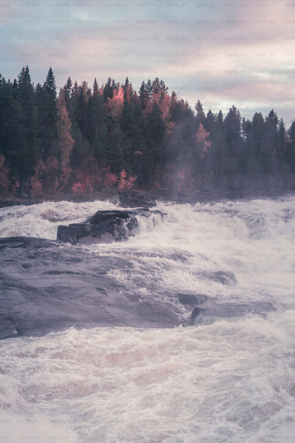 Autumn river rapids with forest and morning mist