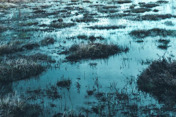 Marsh wetland with grass tussocks in low light