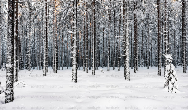 Snow-covered pine trees in a winter forest at dusk