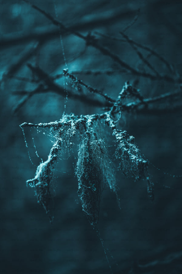 Hanging moss and lichen on forest branch