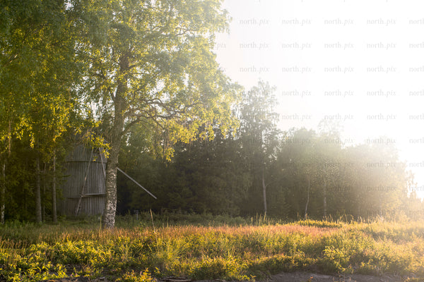 Old wooden windmill in forest clearing at golden hour