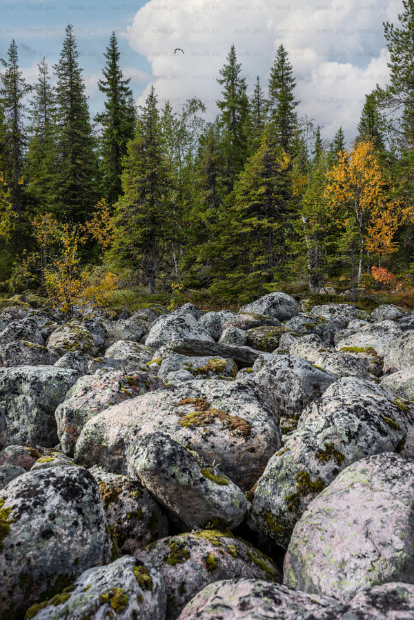 Boulder field and conifer forest in autumn