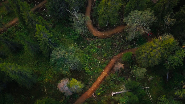 Downhill mountain biker on forest trail in summer