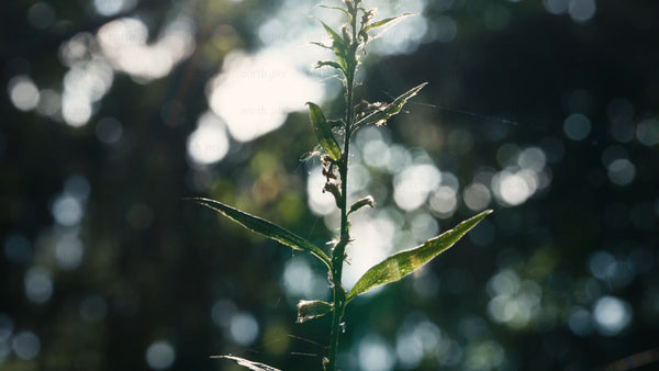 Macro forest plant backlit by sun through trees with bokeh