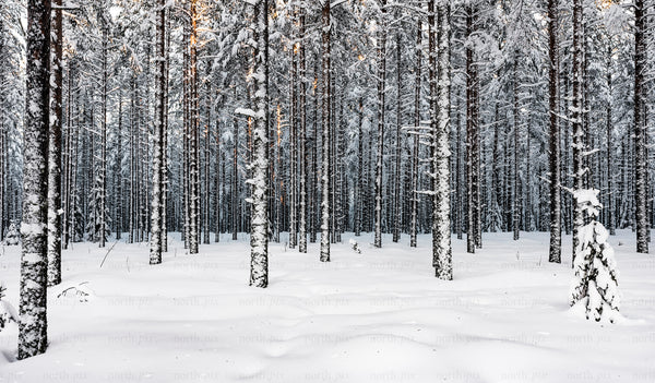 Snow-covered pine forest in winter morning