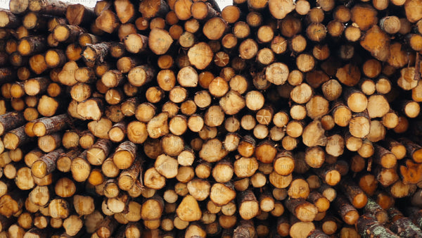Stack of logs in forest: Timber industry and sustainable forestry