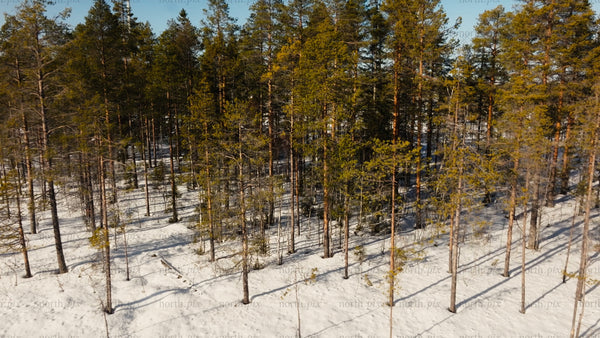 Markbygden wind power: Aerial view of winter forest and turbines in Sweden