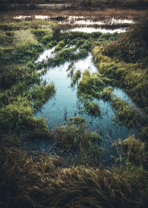 Autumn marsh with standing water and tall grasses
