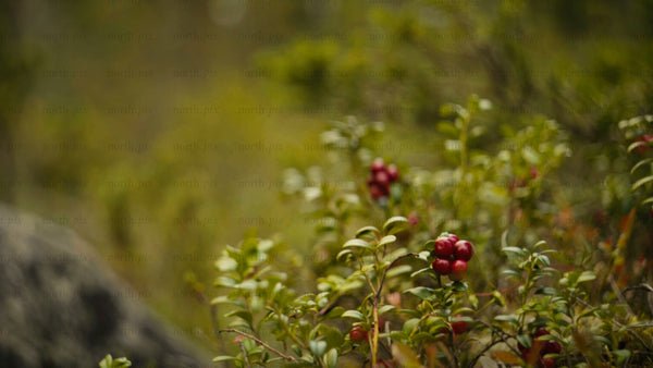 Picking lingonberries in Luleå archipelago on a bright summer day