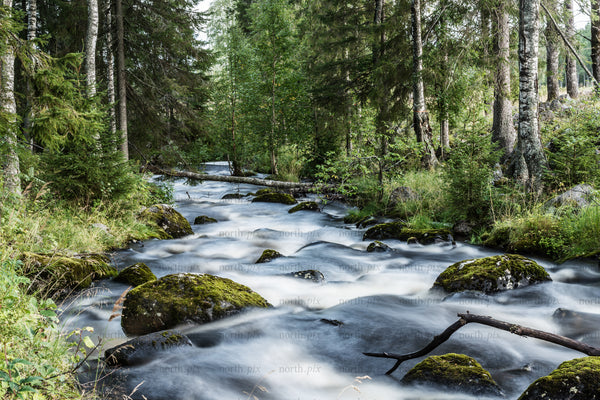 Long exposure stream flowing through mossy forest with birch