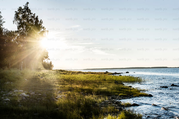 Coastal shoreline with trees at sunrise