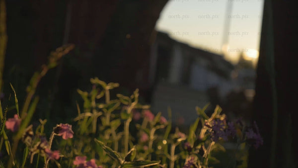 Golden hour lens flare over flowers in Luleå archipelago