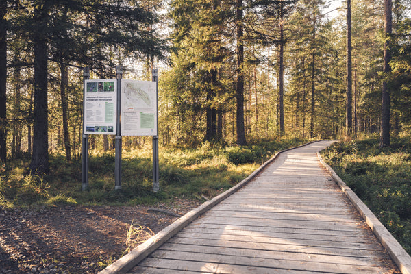 Wooden boardwalk and information sign in forest, summer afternoon