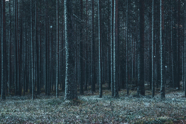 Snow-dusted pine forest with tall straight trees