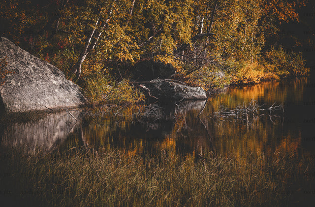 Birch trees and rocks along lake shore in autumn