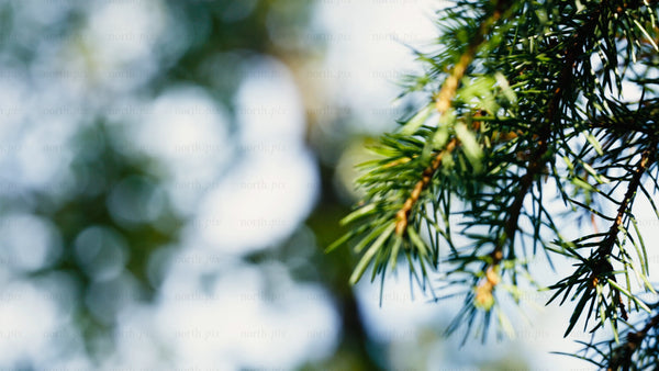 Close up of forest trees during a sunny summer day. Slow motion macro footage with bokeh and upward camera movement
