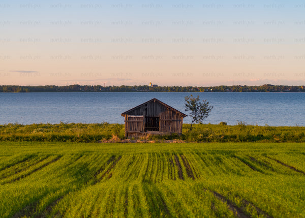 Evening view of rural barn overlooking lake amid summer fields