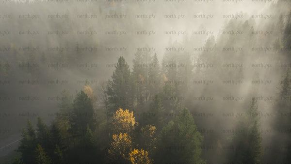 Misty autumn forest road with truck aerial view