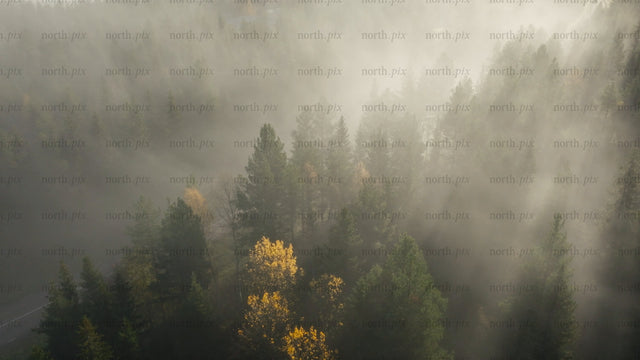 Misty autumn forest road with truck aerial view