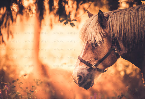 Horse head portrait in backlit field at sunset