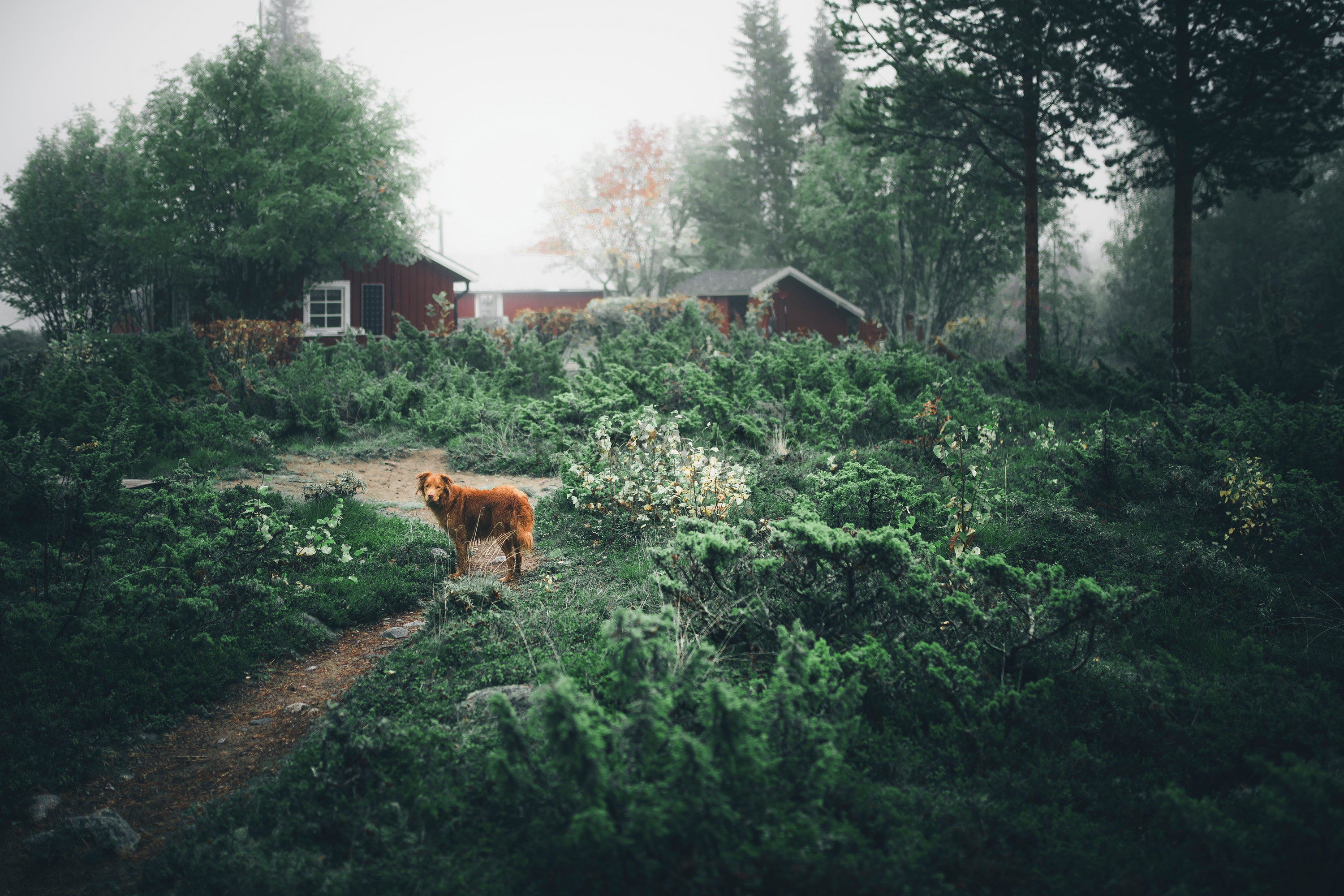 Dog in forest near cabin in autumn morning