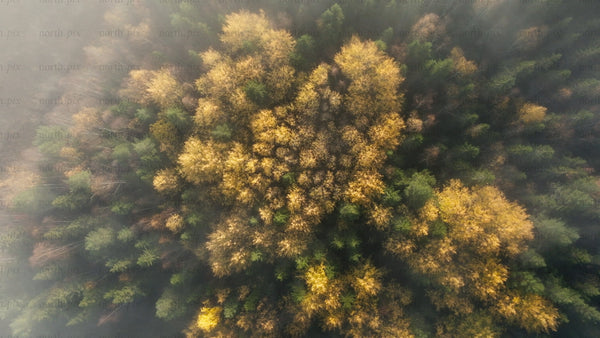Misty autumn forest: Aerial view of colorful trees in fog