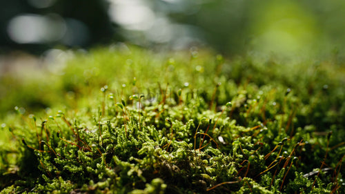 Makrobild av grön mossa i sommarskog: Närbild av lugn natur