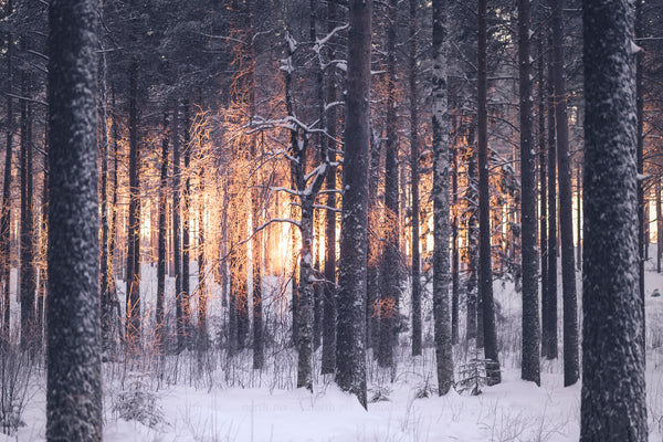 Sunset light through snowy pine forest trunks