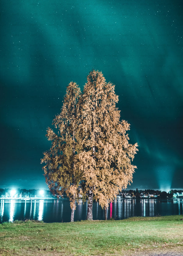 Two birch trees by lake at night, autumn