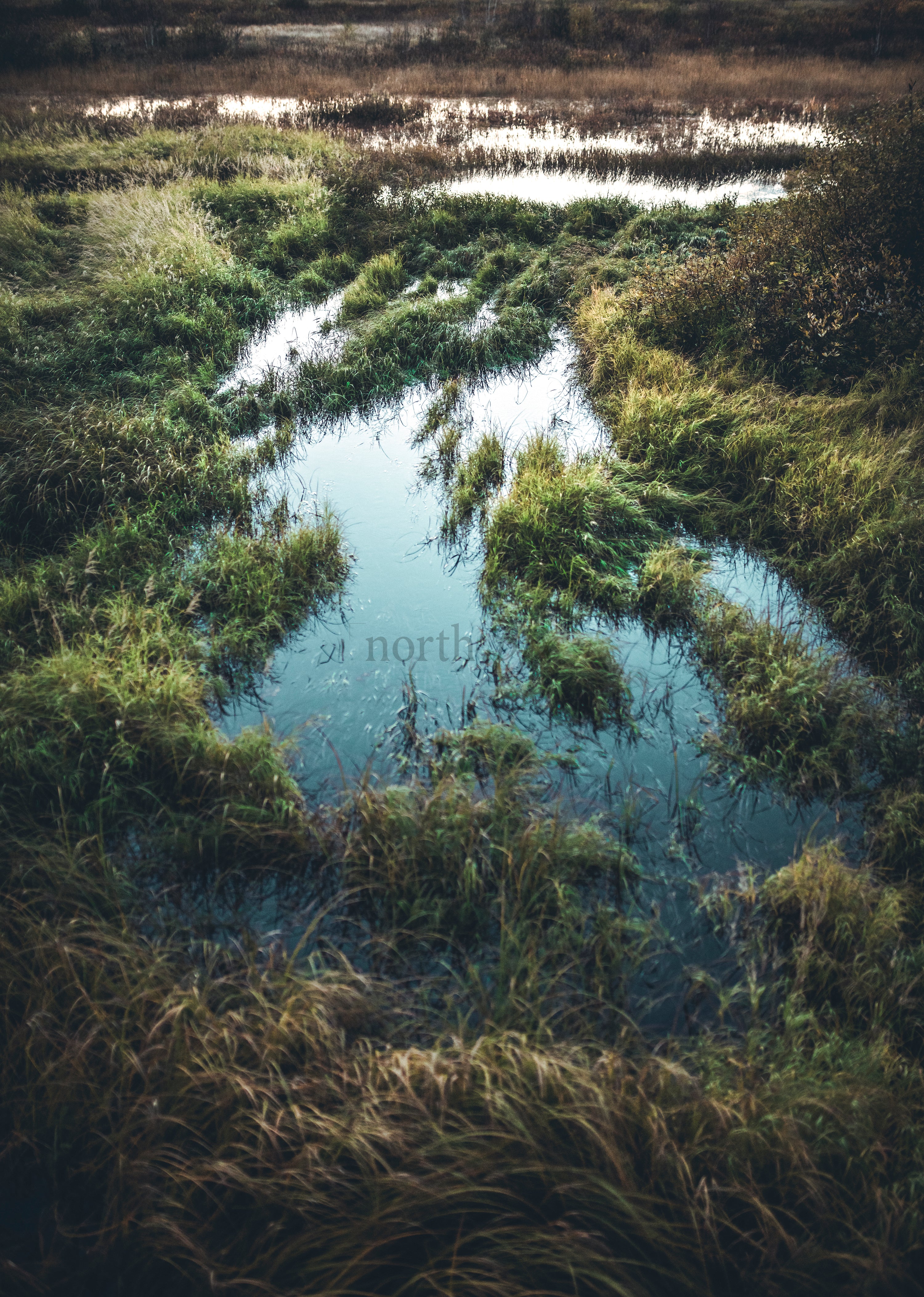 Autumn marsh with standing water and tall grasses