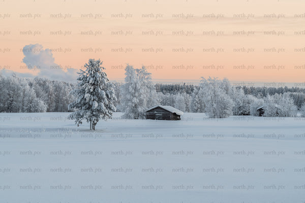 Snow-covered cabin and trees at sunrise in winter