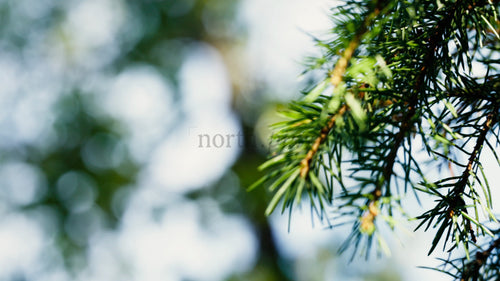 Närbild av skogsträd under en solig sommardag. Makrofilmer i slowmotion med vacker bokeh och uppåtgående kamerarörelser.