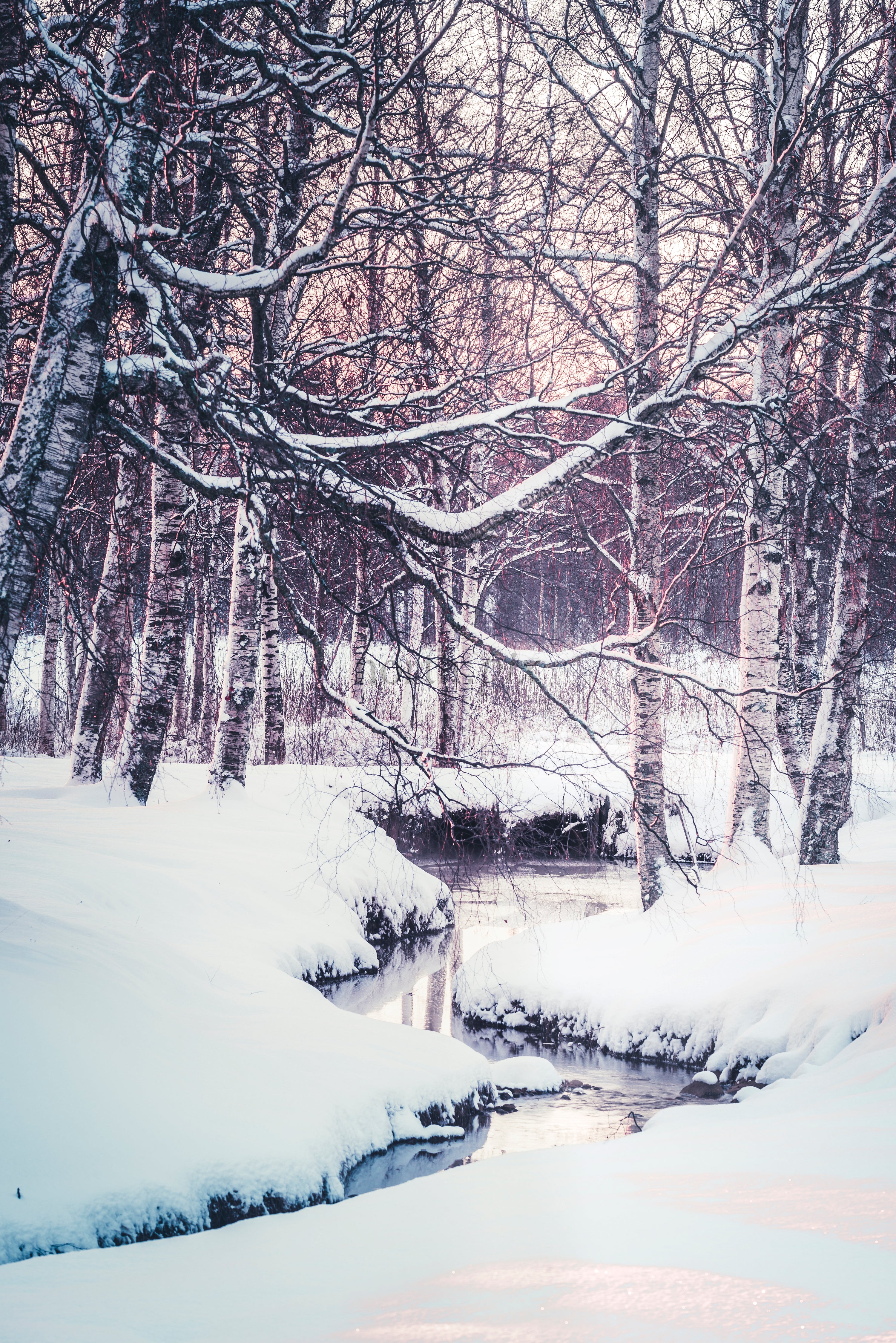 Winter birch forest with a narrow stream at sunrise