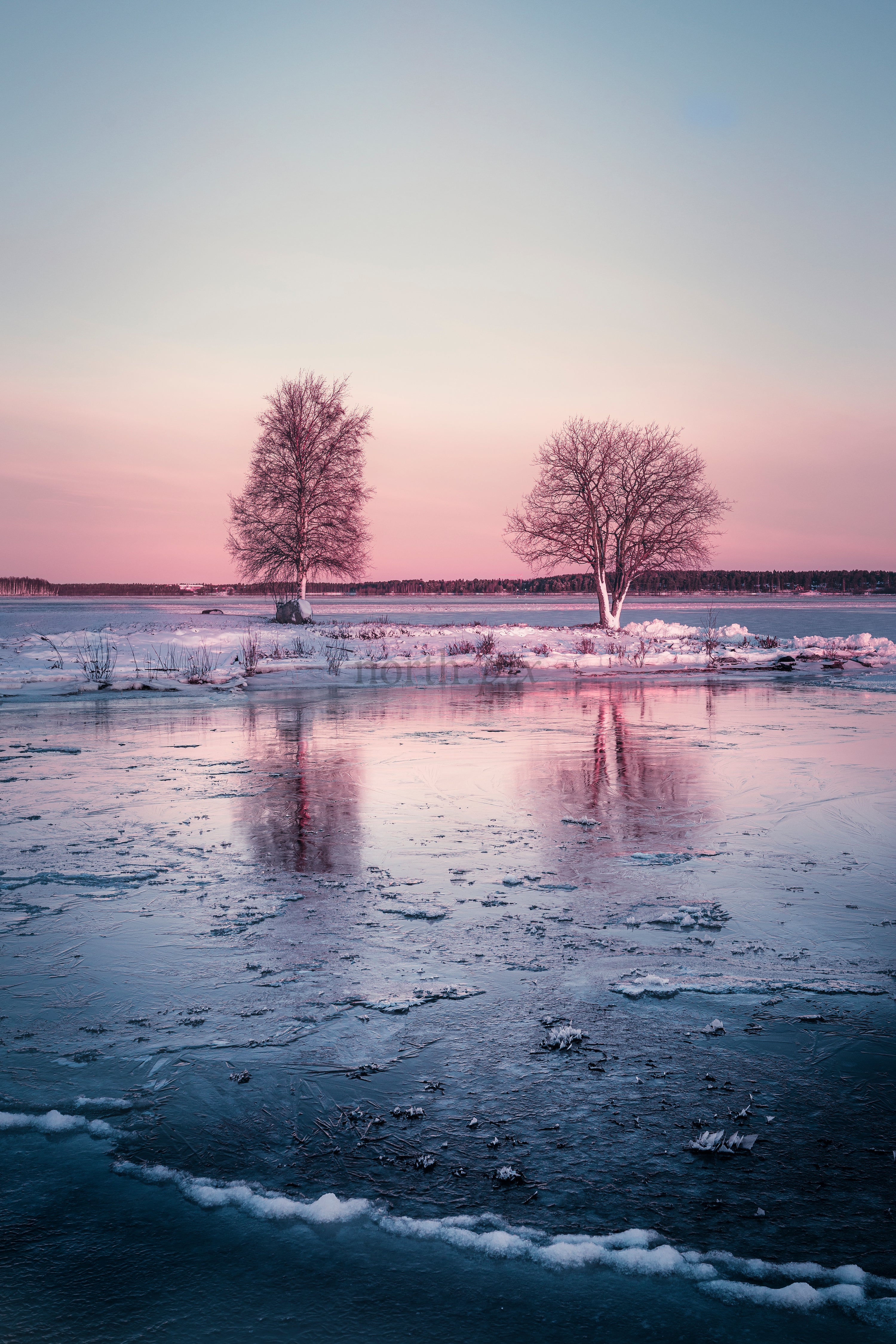 Two bare trees on frozen lake shore