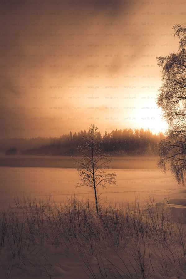 Lone tree on frozen lake at sunset