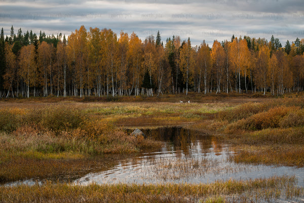 Autumn birch forest by a marsh with reflection