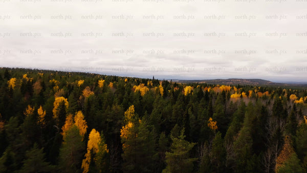 Autumn colors in Luleå: Drone footage over Bällingeberget forest