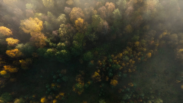 Aerial view of misty autumn forest at sunrise