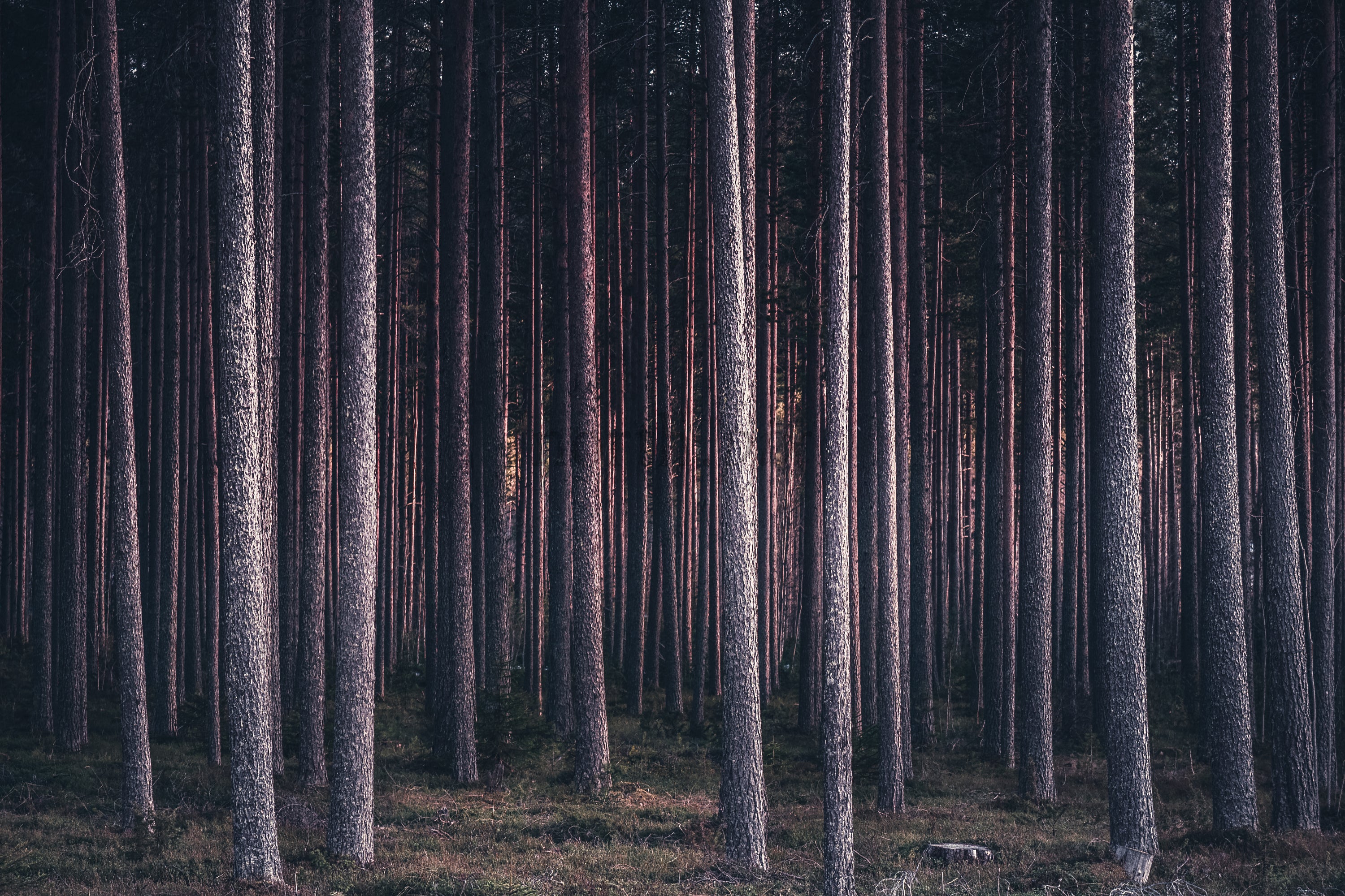 Pine forest with tall straight trunks in evening light