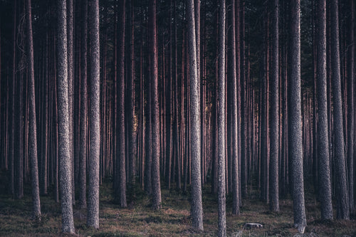 Tallskog med raka stammar i kvällsljus