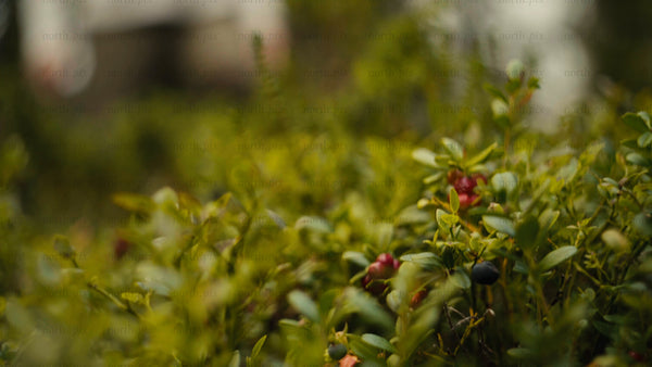 Picking lingonberries in Luleå archipelago forest during summer